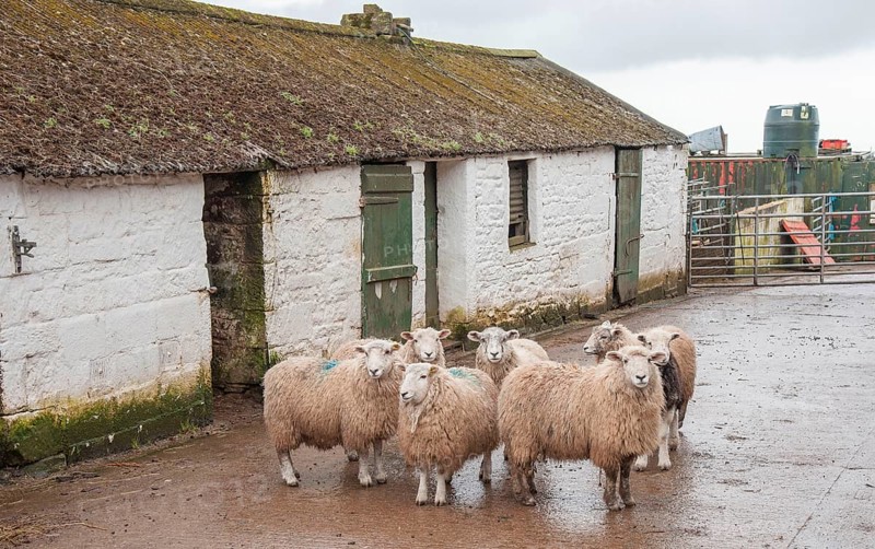 Domestic Sheep