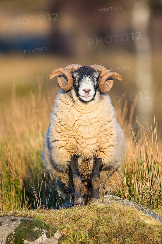 Domestic Sheep