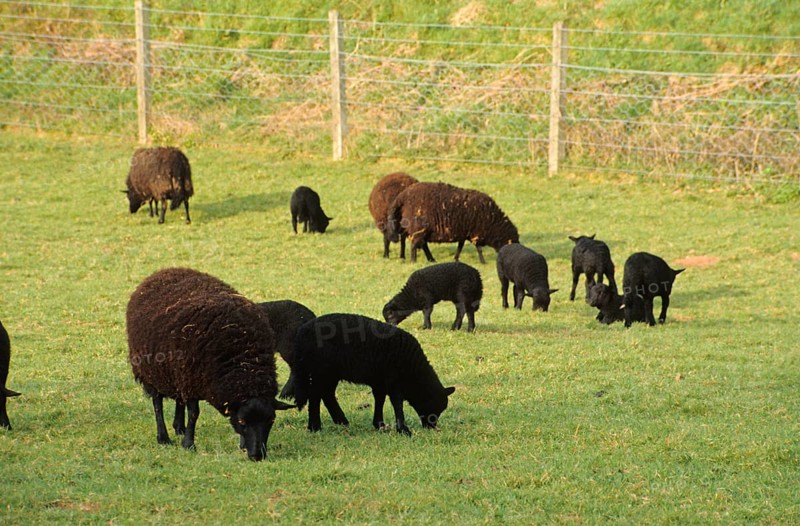 Domestic sheep