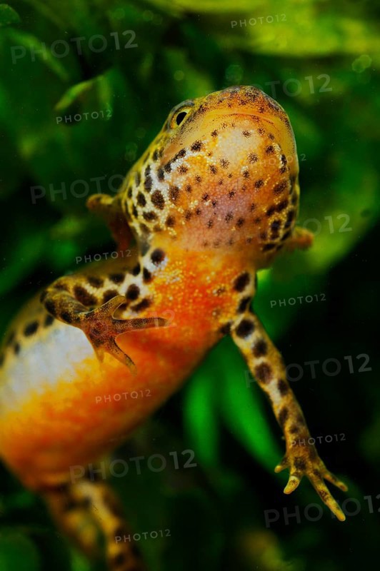 Alpine newt