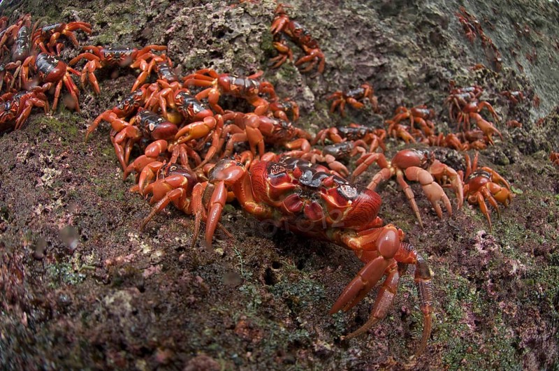Christmas island red crab