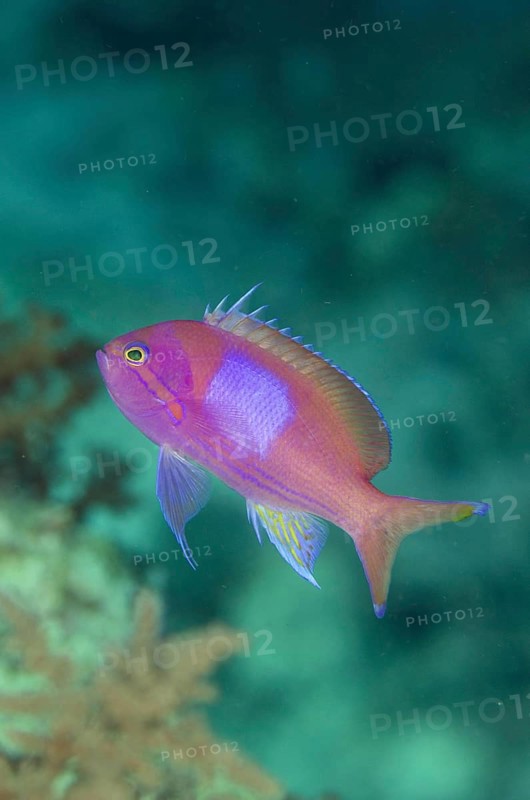 Flagfish