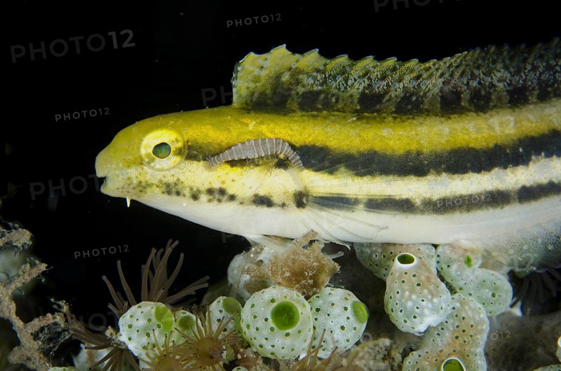 Shorthead Sabretooth Blenny