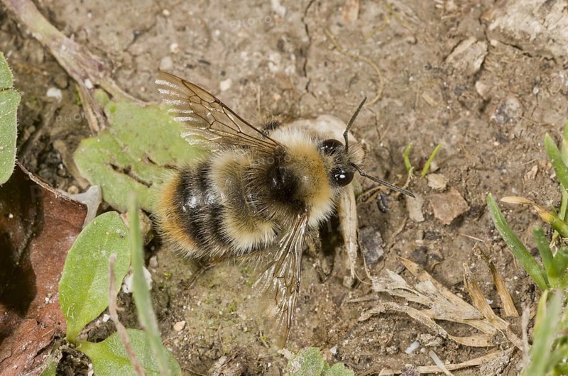Shrill Carder Bee