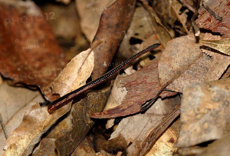 Leech