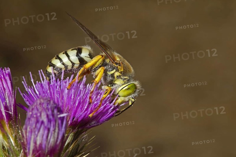 Sand Wasp