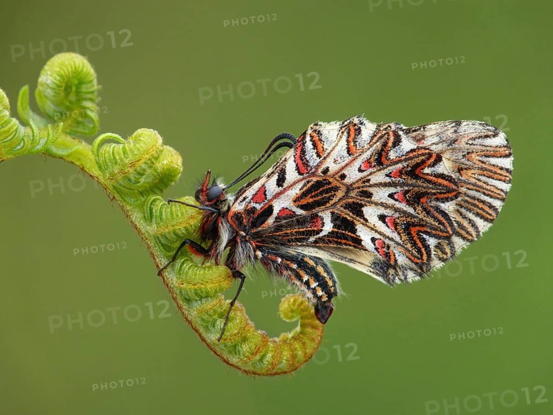 Southern festoon