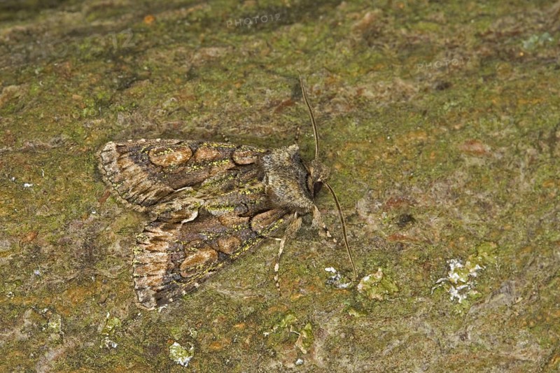 Green-brindled Crescent