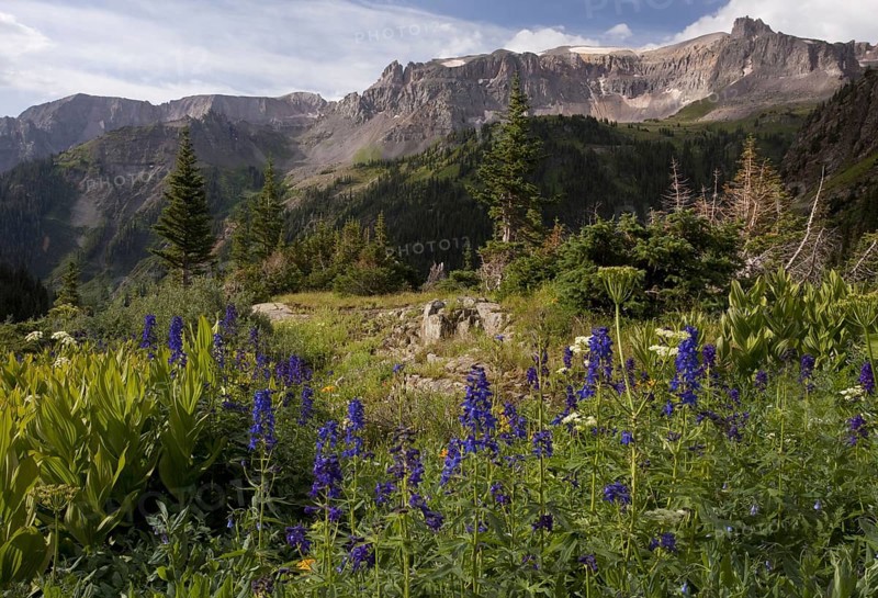 Flowering subalpine delphinium