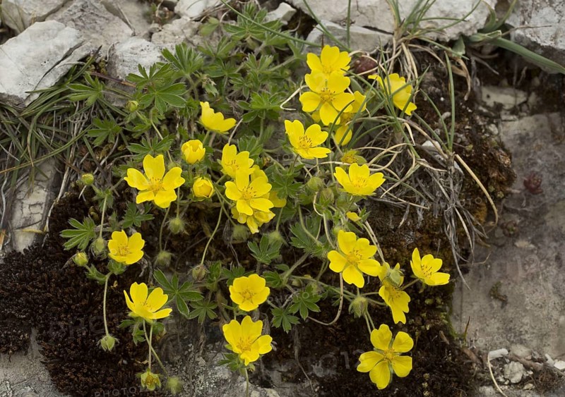 Mountain cinquefoil