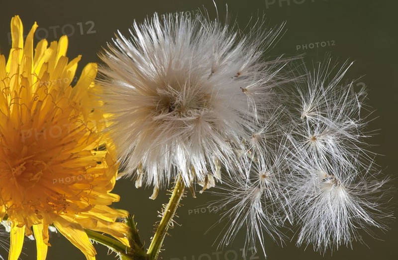 Corn Sow-thistle