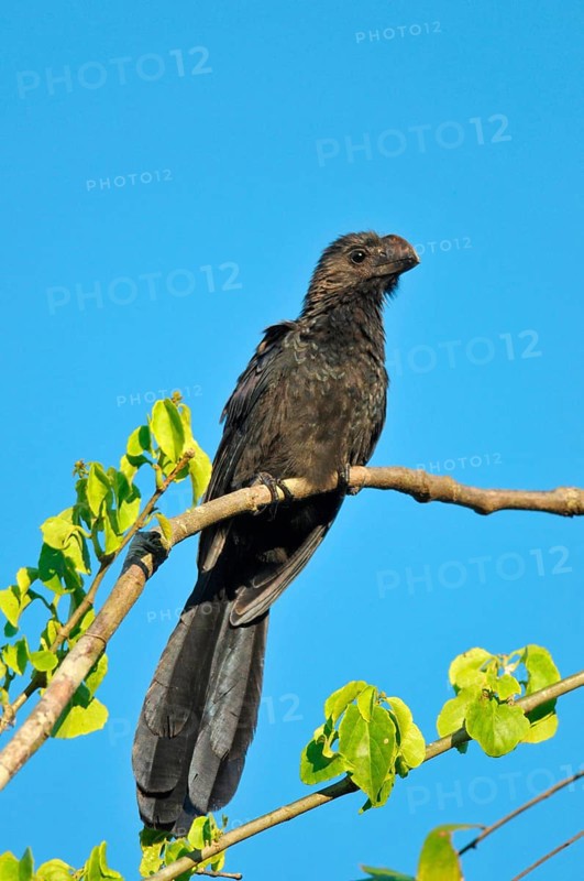 Smooth-billed Ani