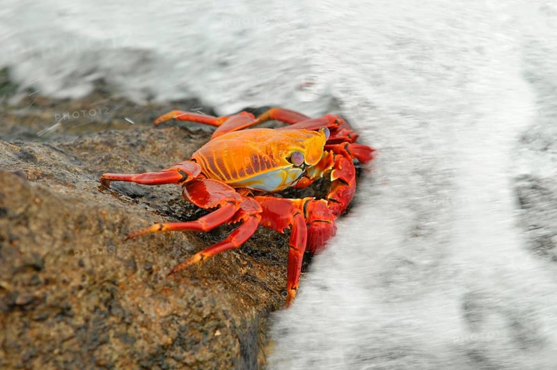 Red clipper crab