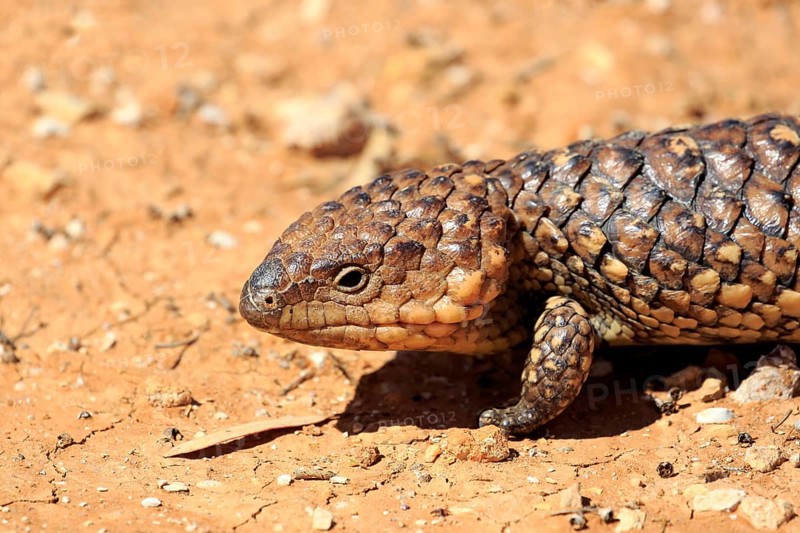 Tiliqua rugosa