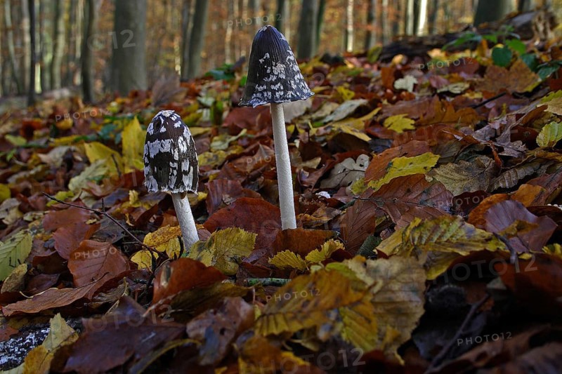 Elster ink cap