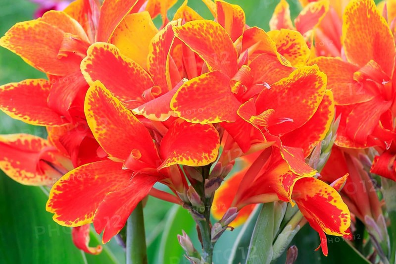 Pretoria canna lily