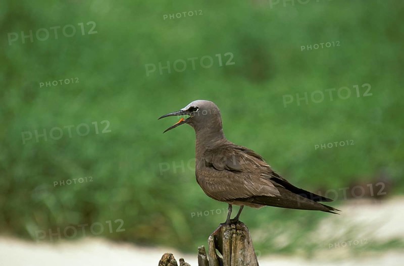 Common Noddy