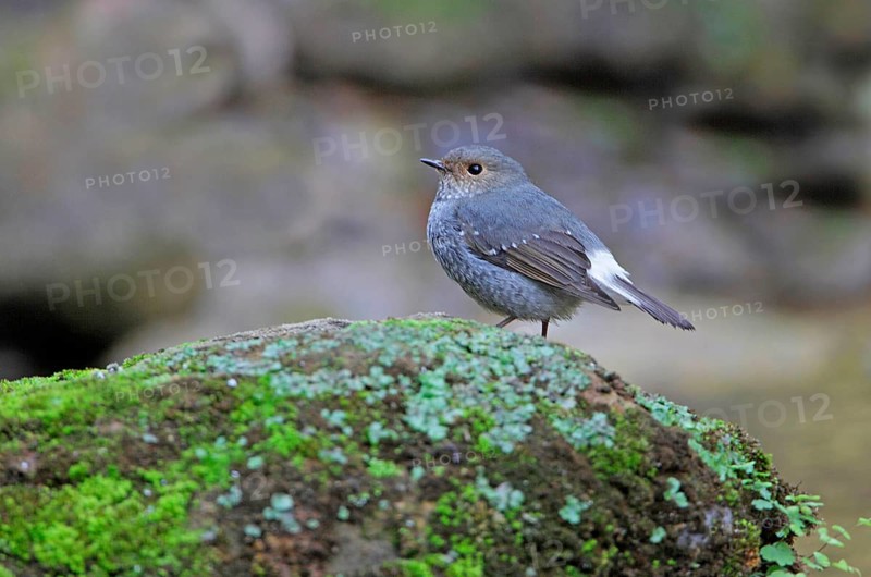 Water Redstart