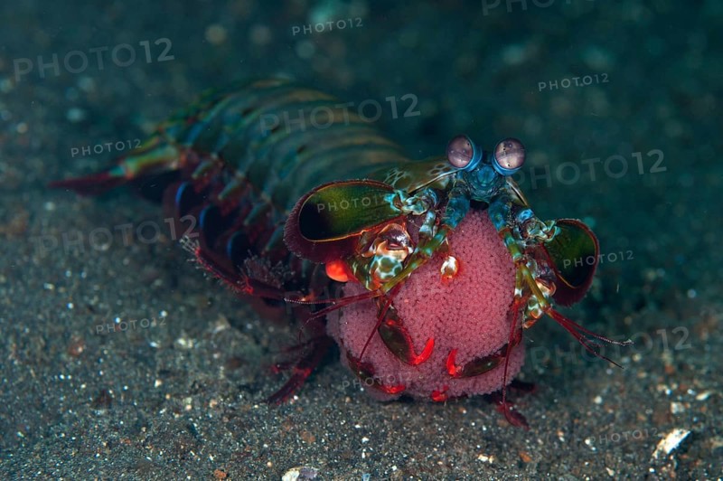 Clown mantis shrimp