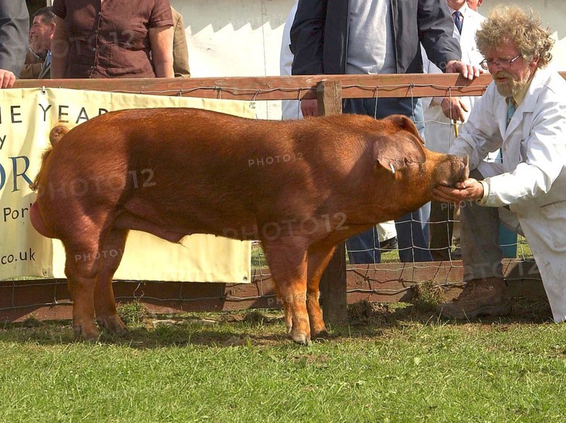 Domestic Pig