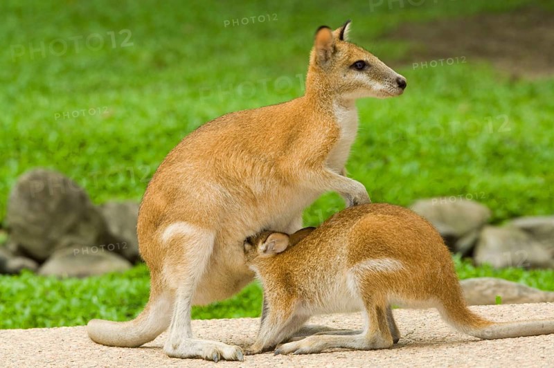 Agile Wallaby