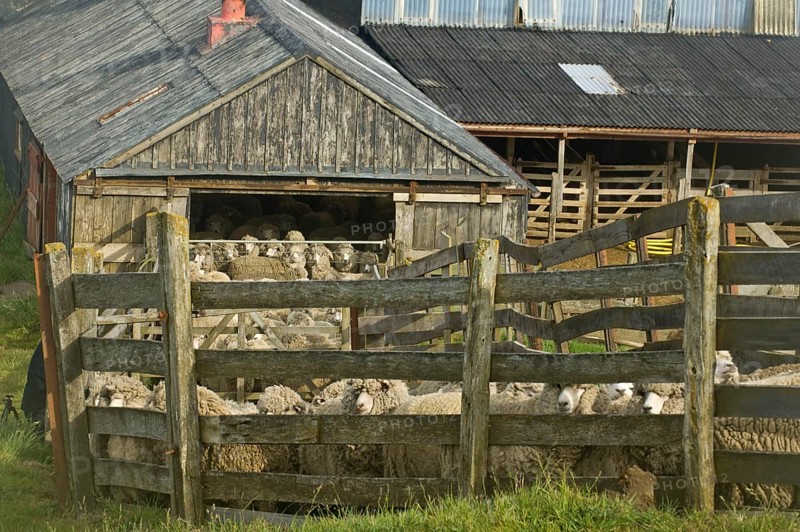 Sheep farm