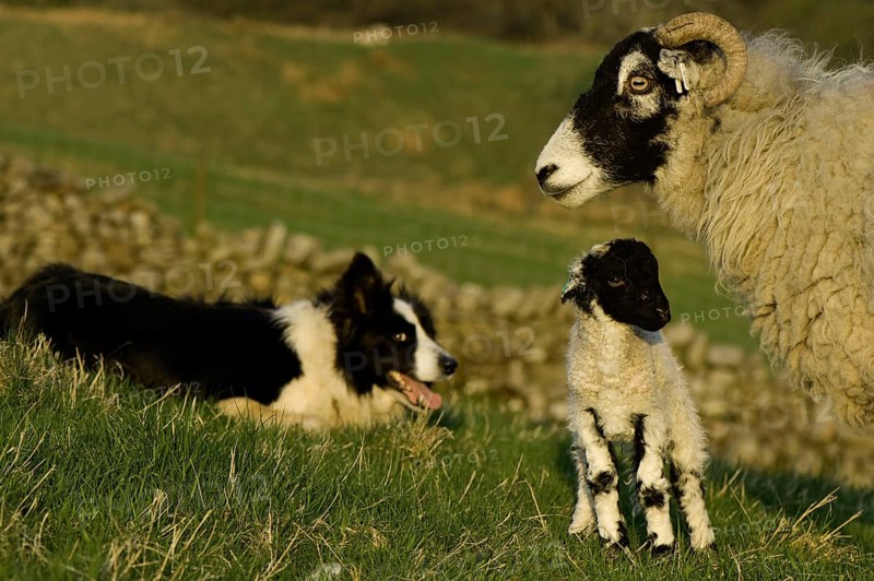 Domestic Sheep