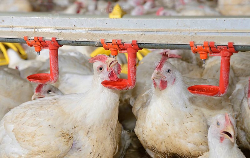 Breeding chickens