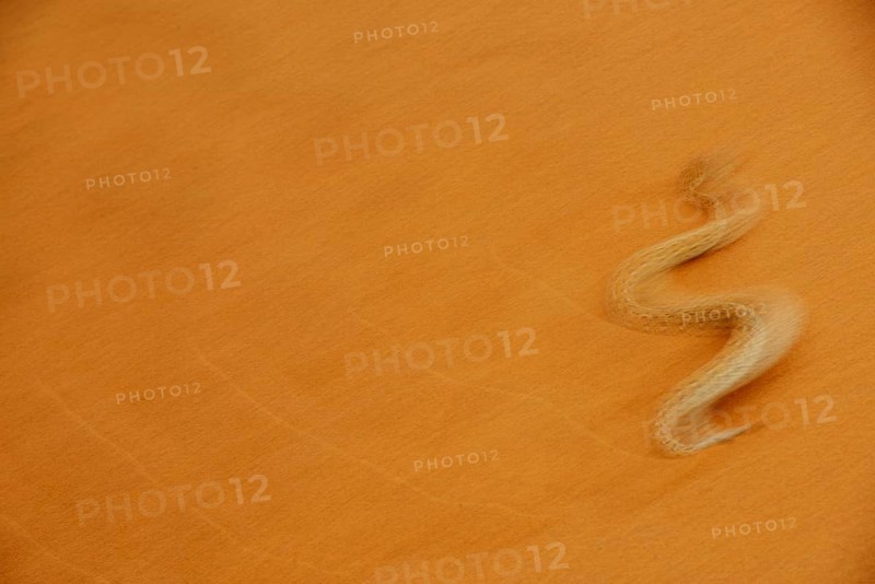 Peringuey's Adder