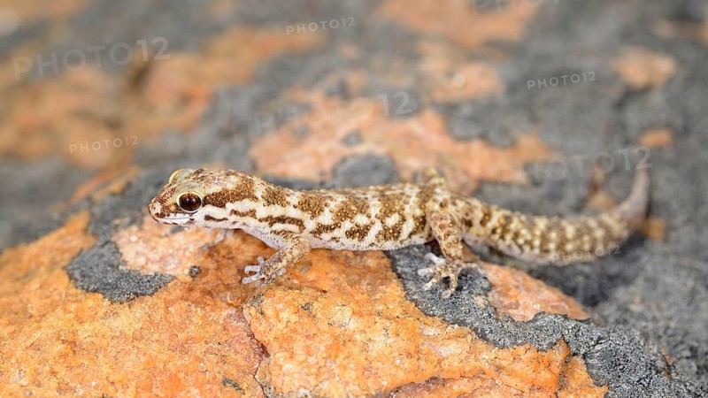 Calvinia thick-toed gecko