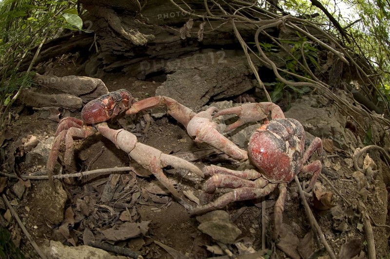 Christmas island red crab
