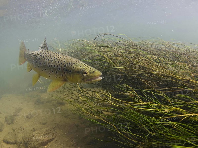 Salmo trutta forma fario