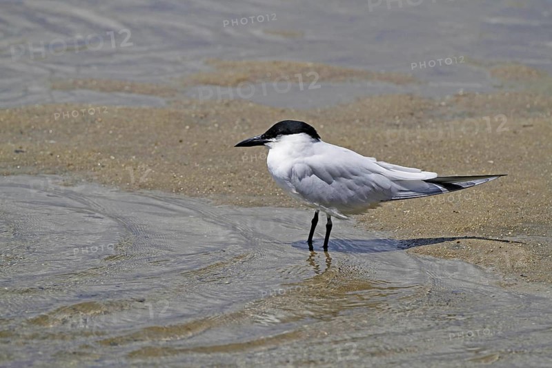 Gull-billed Tern