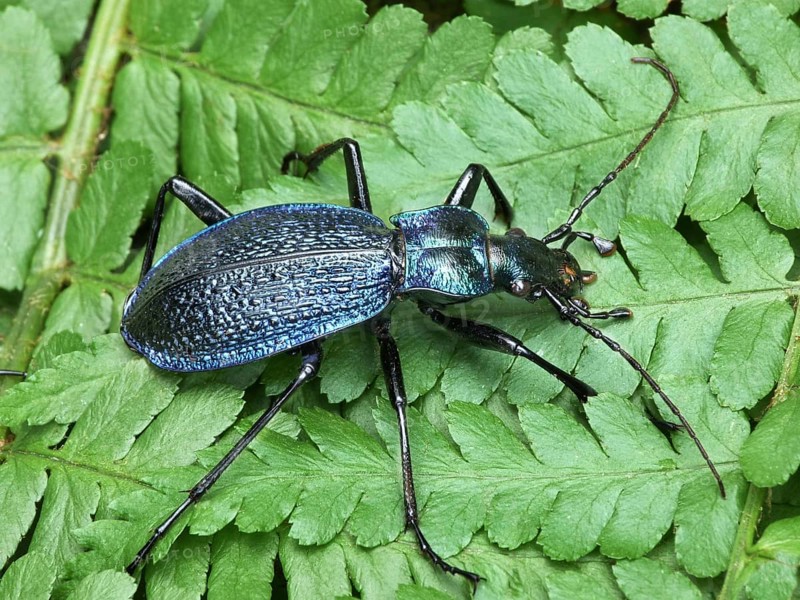 Blue Ground Beetle