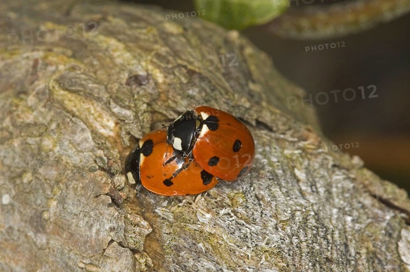 Coccinella 7-punctata