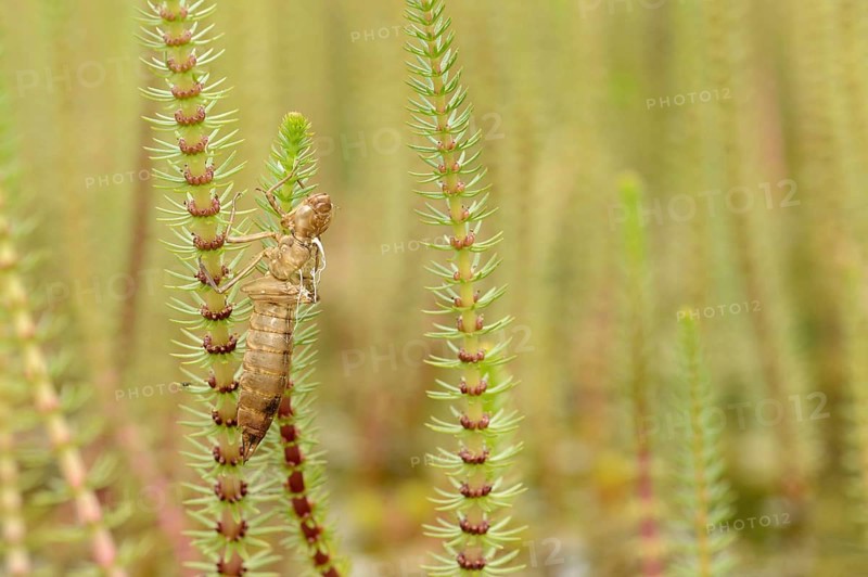 Emperor dragonfly