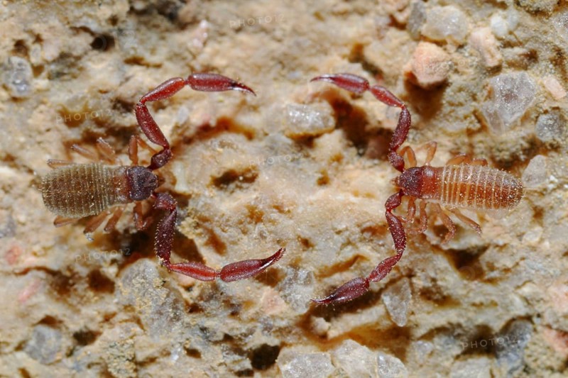 Pseudoscorpion