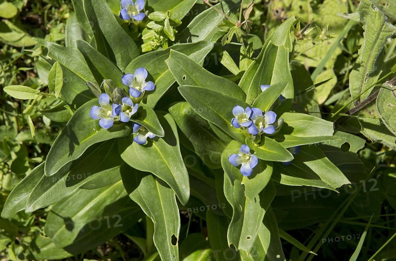 Flowering star gentian