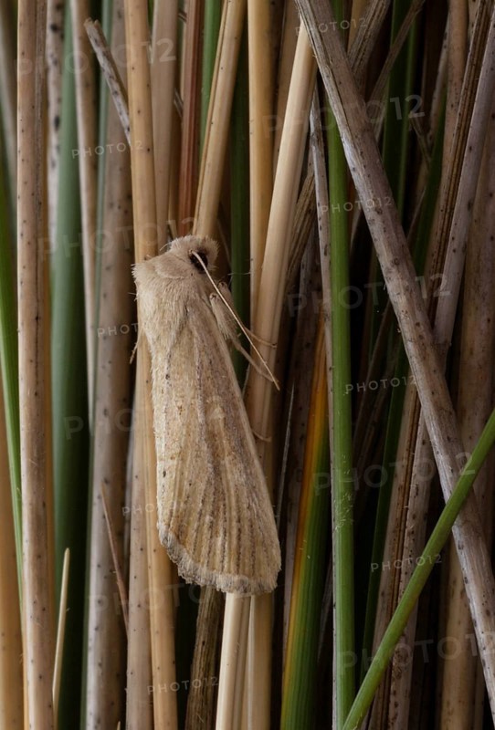 Lyme Grass