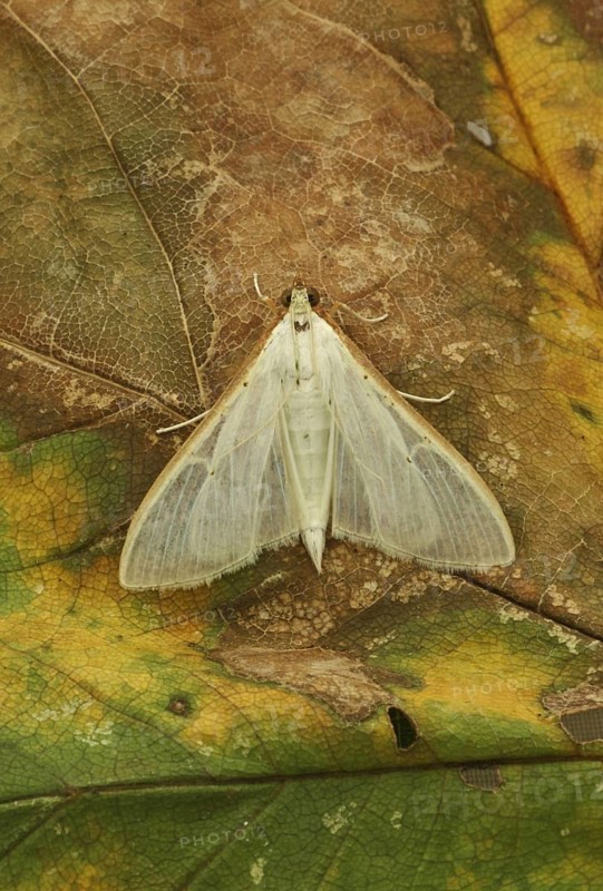 Pyralis unionalis