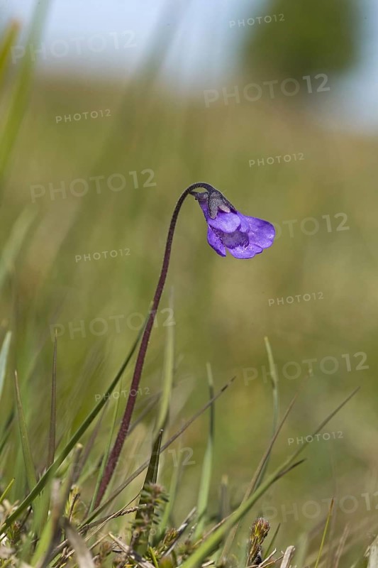 Common Butterwort