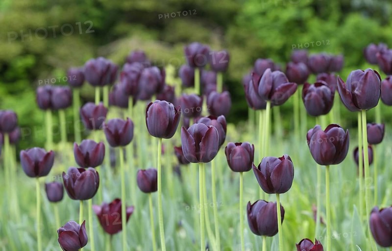 Cultivated Tulip