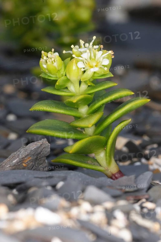Sea Sandwort