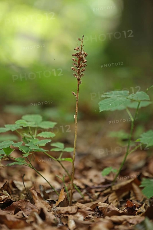 Bird's Nest Orchid flowerspike in seed