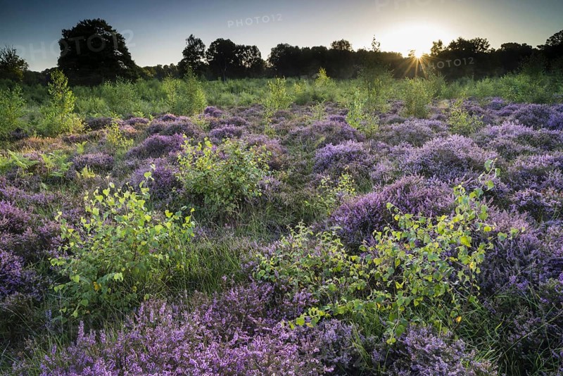 Flowering common heather