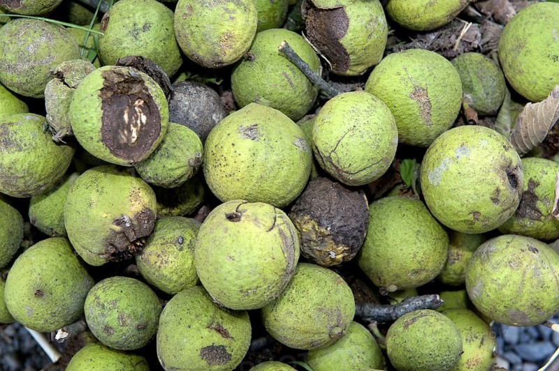 Eastern black walnut