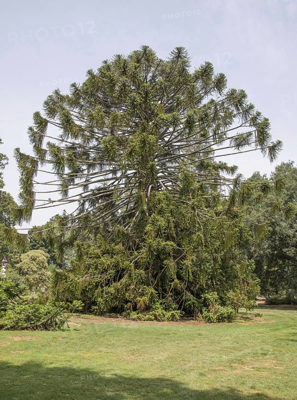 Habitus of bunya pine
