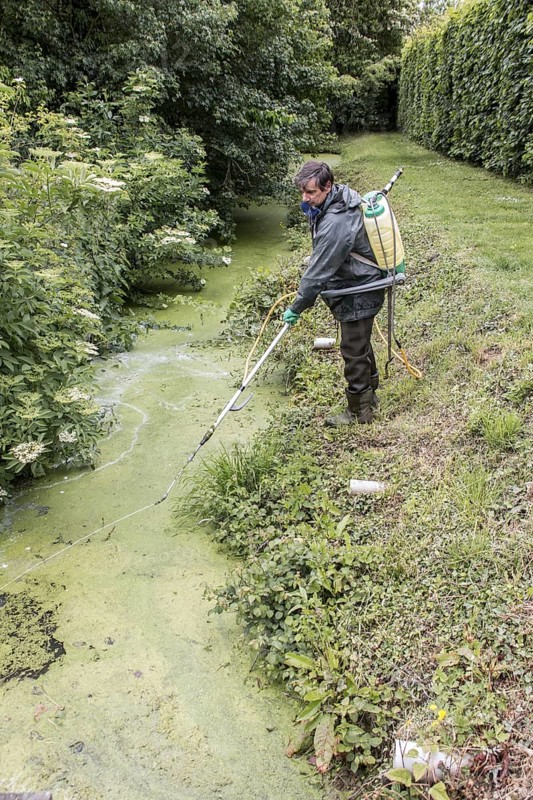 Spraying with chemical weed killer to eliminate duckweed
