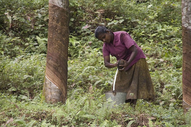 Processing latex rubber from the collection tray into a bucket. Sri Lanka