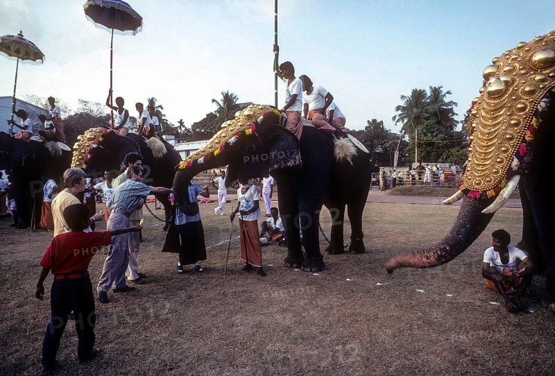 Tourists experiencing the thrill of feeding the elephants in Great elephant march festival in Thiruvananthapuram or Trivandrum